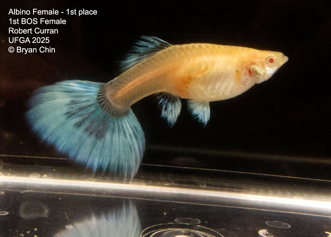 Guppy Female  Albino Green Pastel